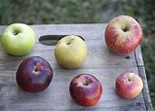 Image result for Different Colored Apple's