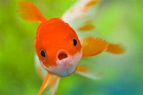 Image result for Cute Fish iPhone Wallpaper