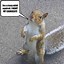 Image result for Squirrel Birthday Meme