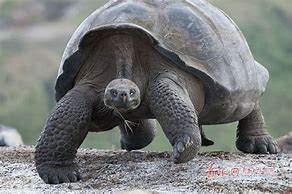 加拉帕戈斯象龟 的图像结果