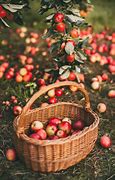 Image result for Apple Aesthetic Home