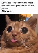 Image result for Nwoo Cat Meme