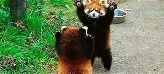 Image result for Red Panda Dance