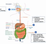 Image result for Digestive Enzymes with Betaine HCL