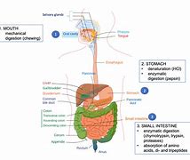 Image result for Digestive System Enzymes