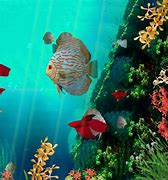 Image result for Animated Aquarium Screensaver