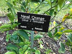 Image result for Naval Orange Apple's