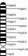 Image result for chromosom_11