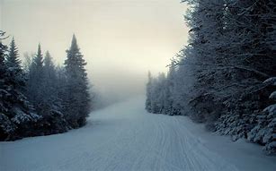 Image result for Winter Woods