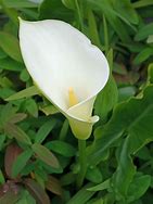 Image result for Pilse Calla