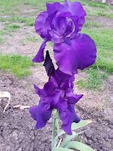 Image result for Iris germanica Black Knight