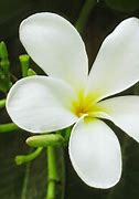Image result for Melati Flower Indonesia