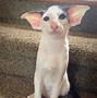 Image result for Funny Bug Ears