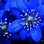 Image result for 3D Blue Floral iPhone 4K Wallpaper