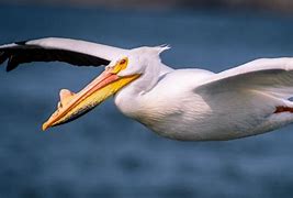 Image result for Pelican Fishing Line