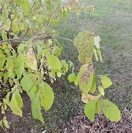 Image result for Lilac Leaves Drooping