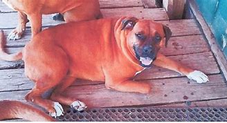 Image result for Boxer Dog with Tail