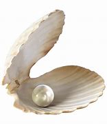 Image result for Coquillage PNG