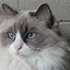 Image result for Blue Ragdoll Cat