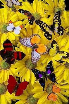 Sign in | Beautiful butterfly photography, Most beautiful butterfly, Beautiful butterfly pictures