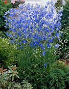 Image result for Delphinium grandiflorum Blauer Spiegel