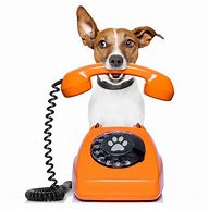 Image result for Dog On Phone Meme