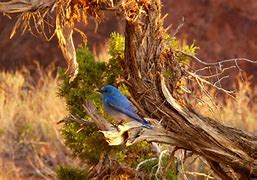 Image result for Arches National Park Wildlife