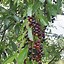 Image result for Black Cherry Prunus Serotina