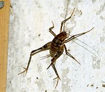 Image result for Spider Cricket Bite