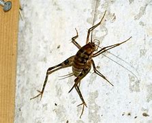 Image result for Small Cricket Spider Baby