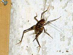 Image result for Cricket Spider Habitat
