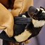 Image result for White and Black Bat Species