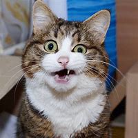 Image result for Awesome Face Cat