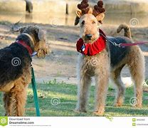 Image result for Funny Big Dogs