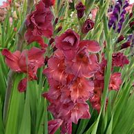 Image result for Gladiolus Chocolate