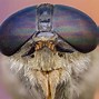 Image result for Bees That Look Like Horse Flies
