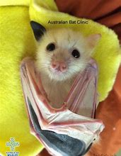 Image result for Cute Baby Flying Fox Bat