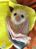 Image result for Cute Flying Fox Fruit Bat