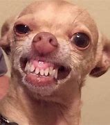 Image result for Chihuahua Dog Face Meme