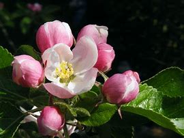 Image result for Winesap Apple Tree Blossoms