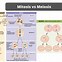 Image result for Difference Between Mitosis and Meiosis Class 11