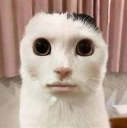Image result for White Cat Weird Smile Meme