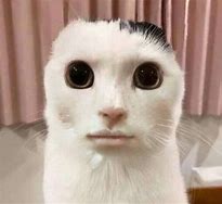 Image result for Japanese Cat Meme