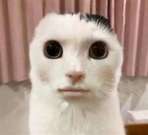 Image result for White Cat Crying Meme