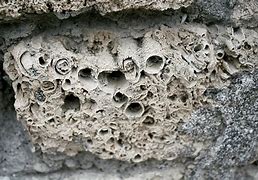 Image result for Pompeii Fossils