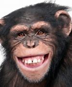 Image result for Ape Funny Stare