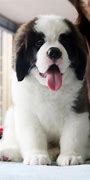 Image result for St. Bernard Dog Puppy