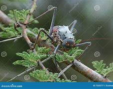 Image result for Cricket Animal Ugly
