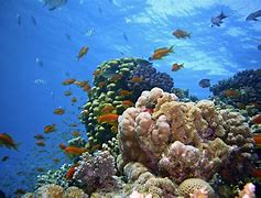 Image result for Sea Photos Underwater