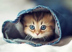 Image result for صور Cat